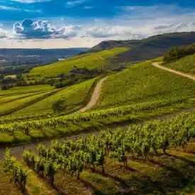 winery-tours from melbourne city with limonet chauffeurs